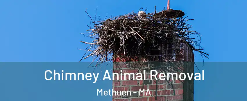  Chimney Animal Removal Methuen - MA