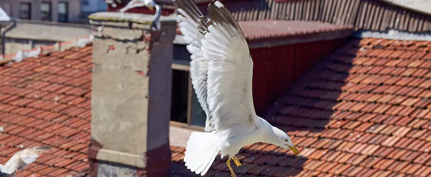 Residential Chimney Animal Removal Solution in Methuen, MA